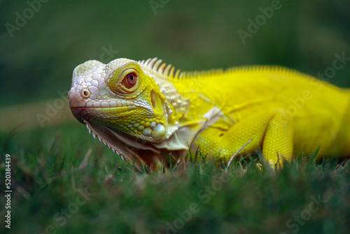 Iguana Albino walking on the grass