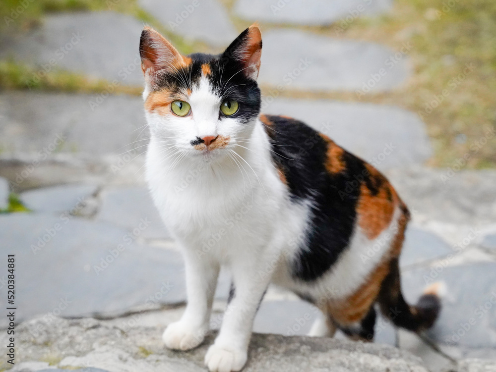 Obraz premium 고양이 한국고양이 냥이 고냥이 길고양이 야생고양이 코리안숏헤어 러시안블루 아비시니안 소말리 뱅갈 노르웨이숲