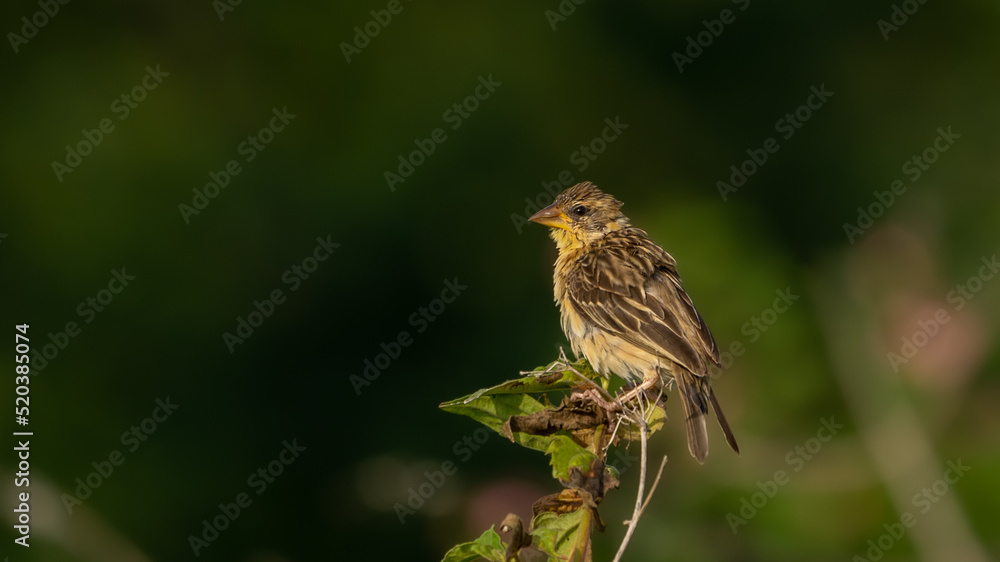 baya weaver (Ploceus philippinus) in the field baya weaver (Ploceus philippinus) in the field
