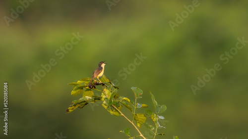 ashy prinia or ashy wren-warbler (Prinia socialis) in the field