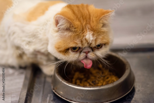 Фотография Yellow Exotic shorthair cat eat dry pellet food