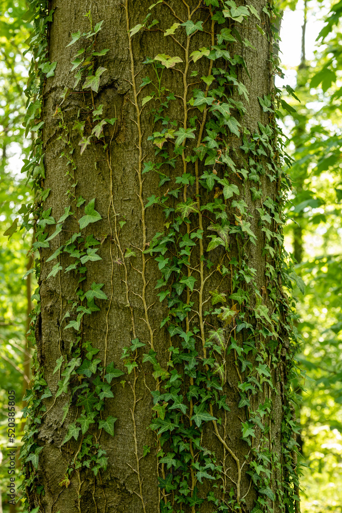 Ivy vines climbing up a tree trunk in a forest Ivy vines climbing up a tree trunk in a forest
