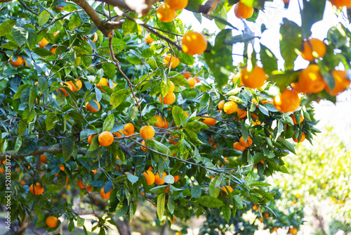 Delicious Sicilian Oranges