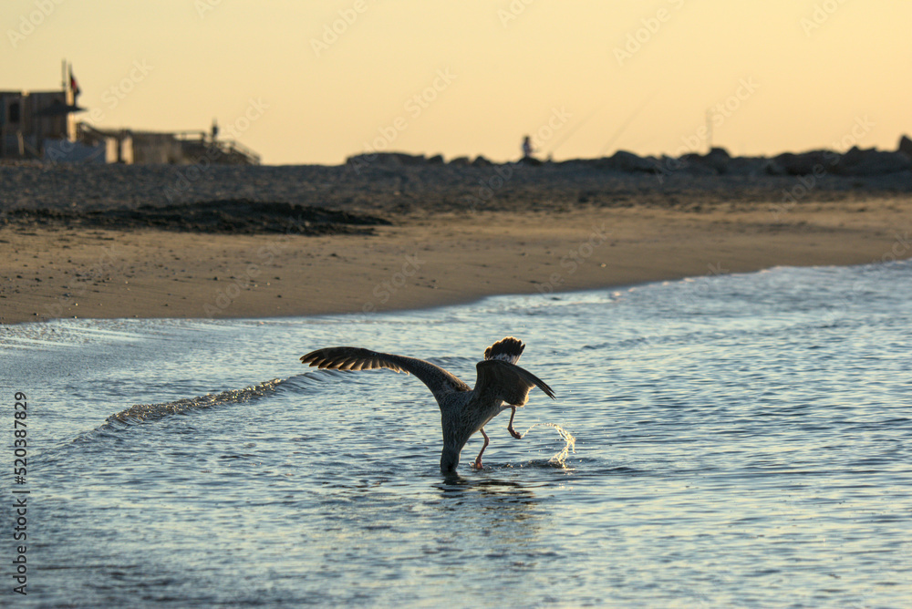 Jeune goéland leucophée (Larus michahellis) pêchant un poisson dans la mer 