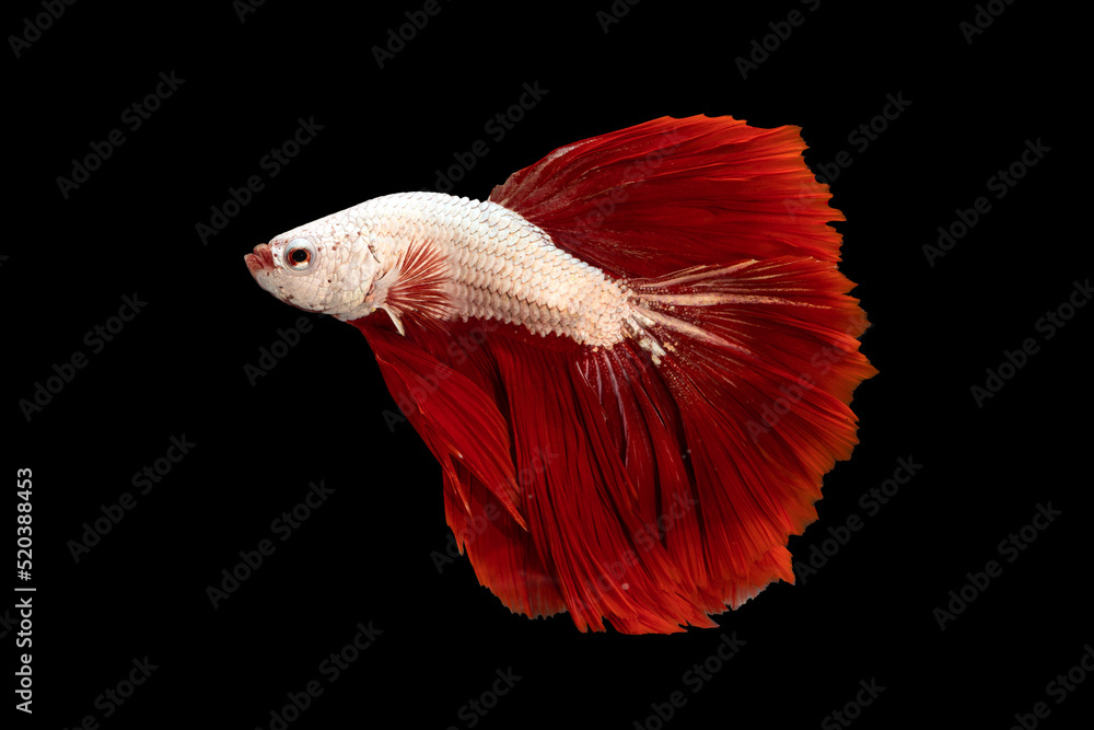 Swimming Action of Betta, Siamese fighting fish; Halfmoon red fin and white body betta isolated on black background with clipping path Swimming Action of Betta, Siamese fighting fish; Halfmoon red fin and white body betta isolated on black background with clipping path