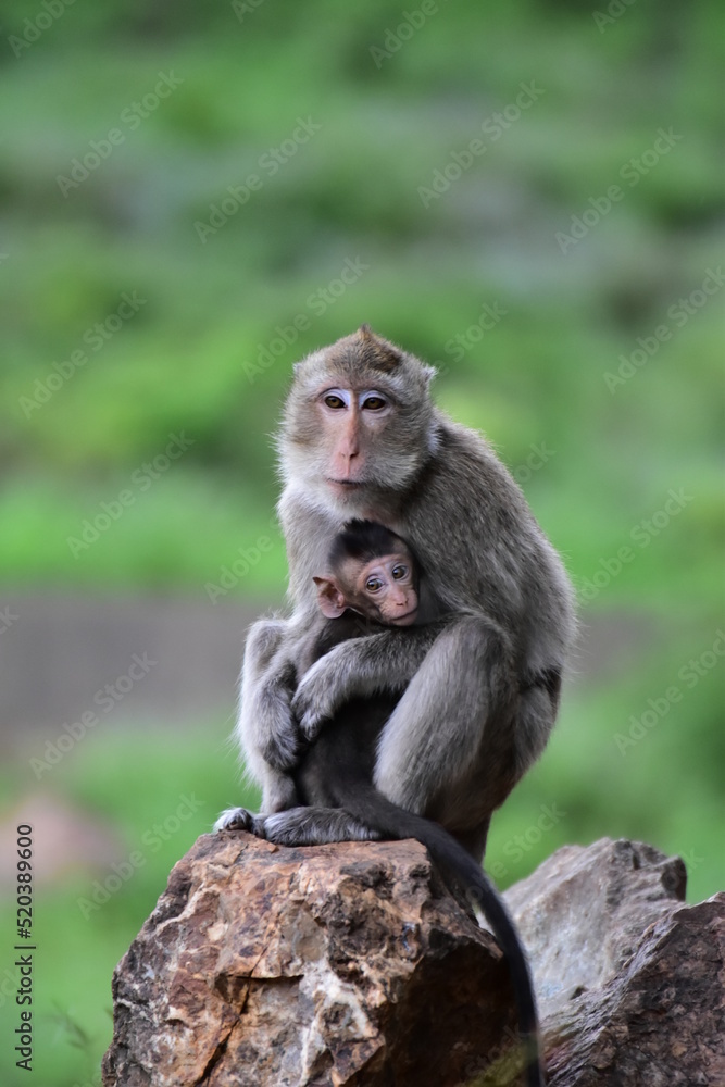 A mother monkey is sitting and hugging her child with love.