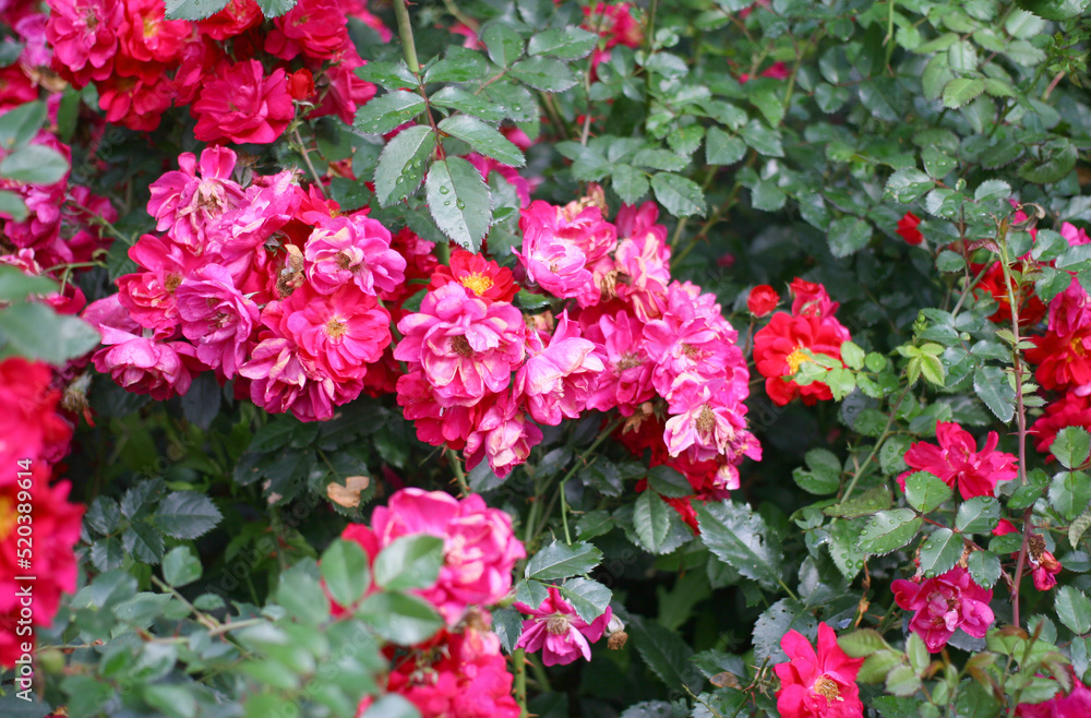 Beautiful bright red and pink roses in full bloom in the garden. Close-up photo. Dark green background. Garden concept. Rose flower blooming against blurred rose flower background Beautiful bright red and pink roses in full bloom in the garden. Close-up photo. Dark green background. Garden concept. Rose flower blooming against blurred rose flower background