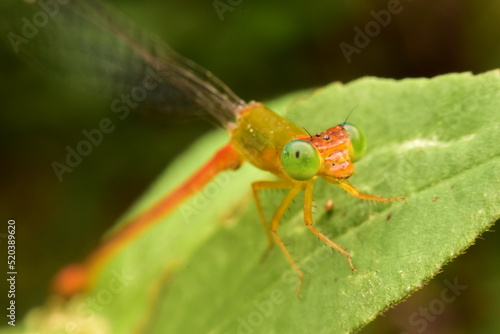 dragonfly clinging to a leaf © witoon
