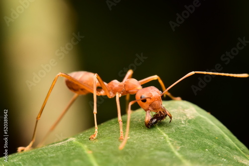 Red ant eating prey © witoon