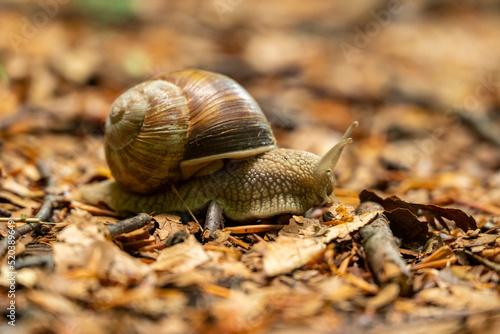 Close-up of a roman or burgundy snail (Helix pomatia) crawling across the forest floor