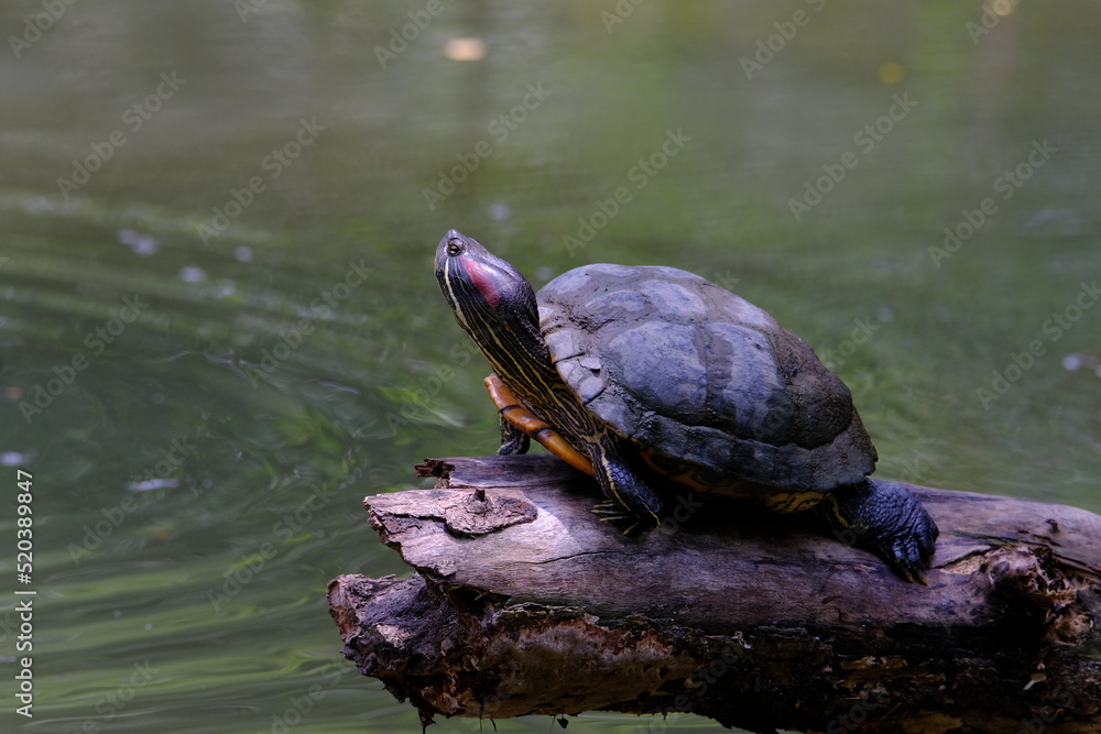 Obraz premium Red eared Slider perched on a log the surface of the water