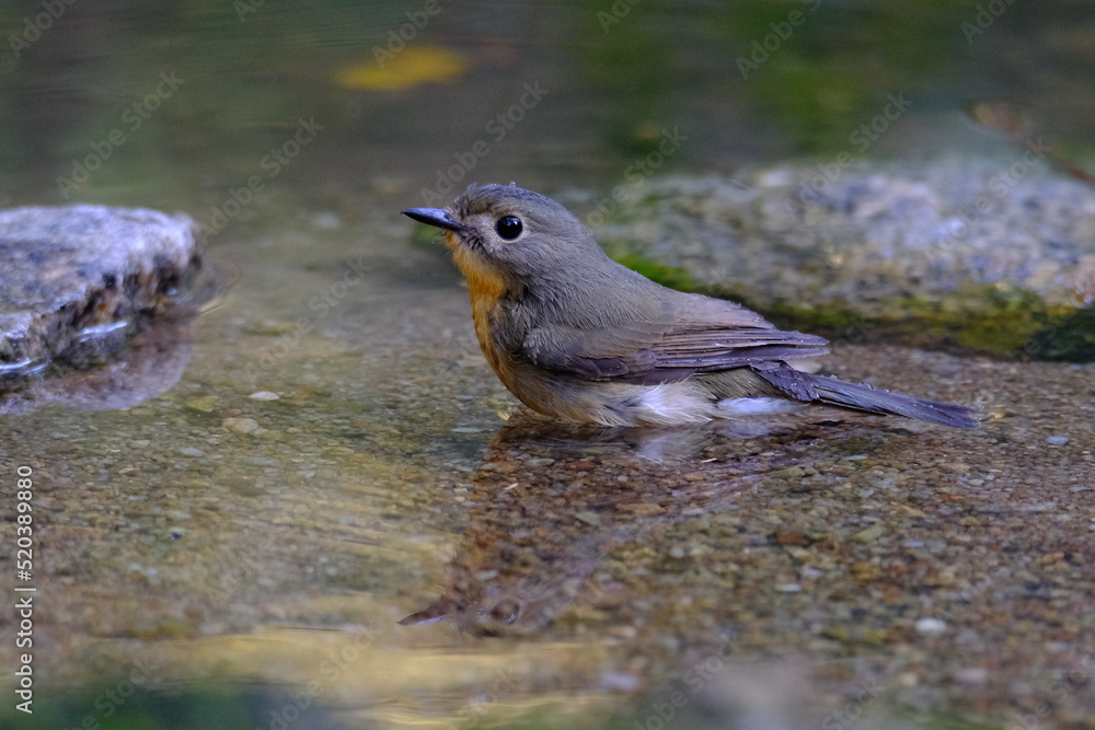 Obraz premium Tickell’s Blue Flycatcher Playing in water that is very clear