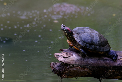 Red eared Slider perched on a log the surface of the water