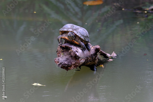 Red eared Slider perched on a log the surface of the water