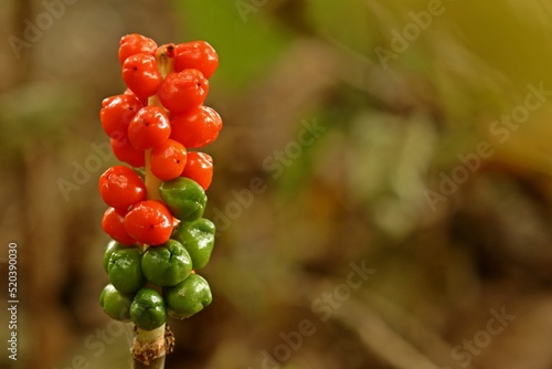 Fruchtstand des Gefleckten Aronstabs (Arum maculatum)