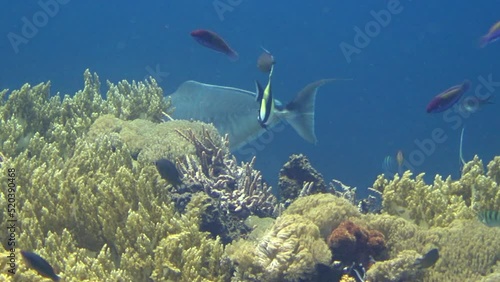 Humpback unicornfish (Naso brachycentron) photo