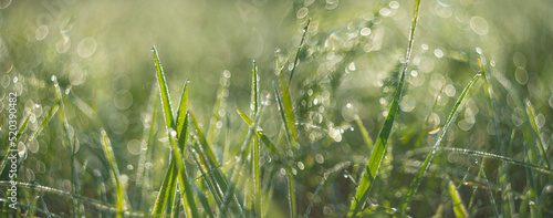 dewy grass with nice soft artistic bokeh