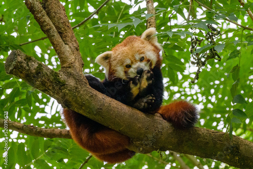 Photography red panda climbs and rests on a tree in the zoo