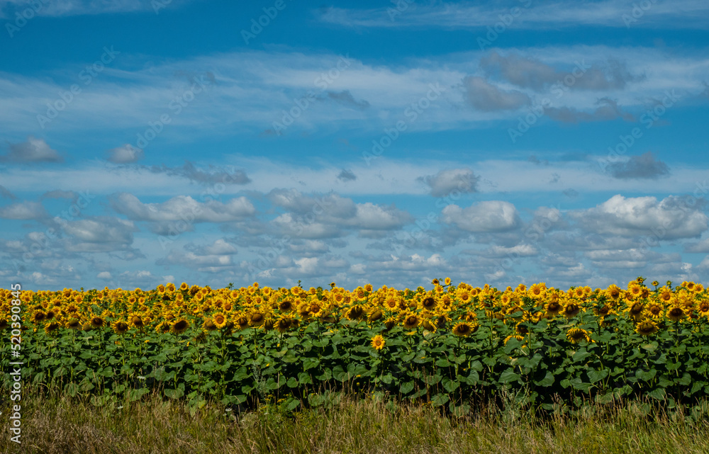 Sunflowers bloomed in the field.
Sunflower flowers are a good honey plant. 
