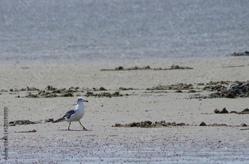 seagull on the beach