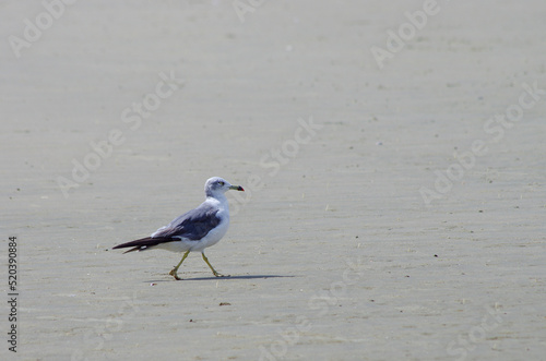 seagull on the beach