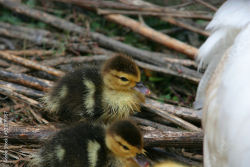 baby goose in the nest