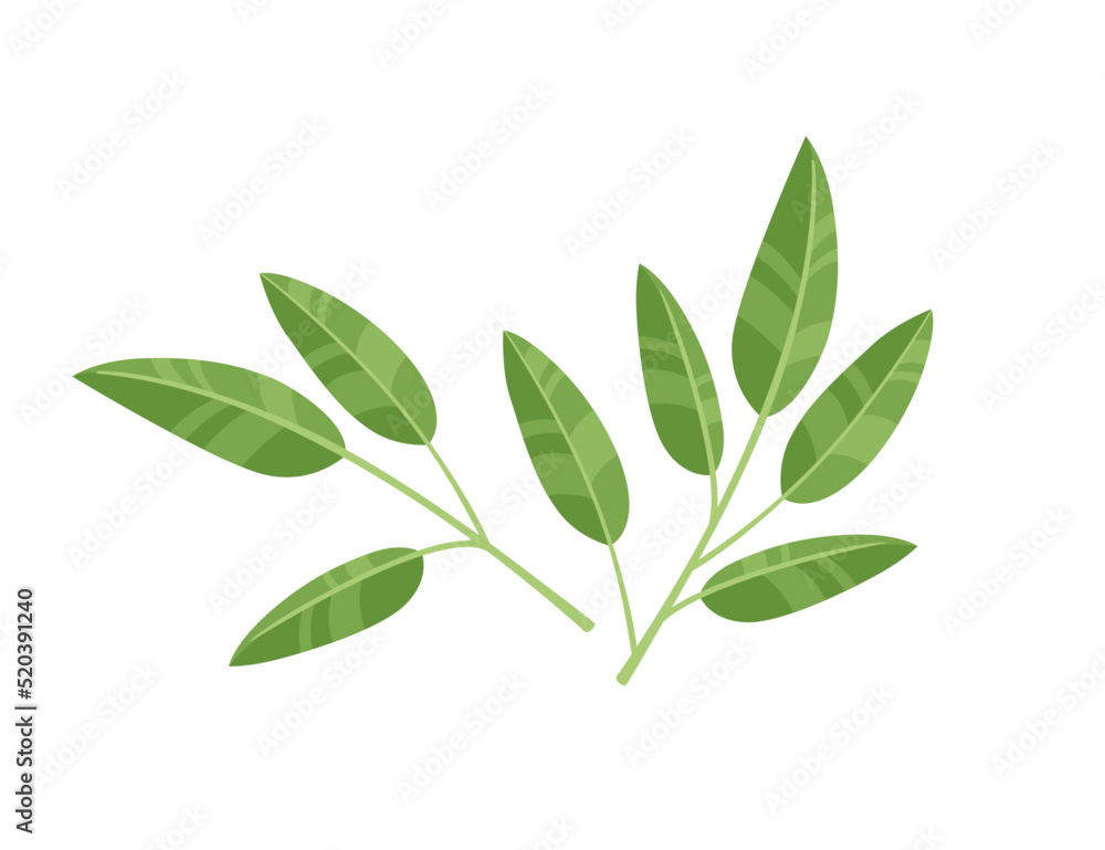 Green tea leaves for matcha production vector illustration isolated on white background