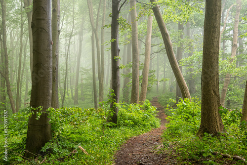 Beautiful path in a misty forest scene at the "Ith-Hils-Weg" long distance hiking trail, Ith ridge, Weserbergland, Lower Saxony, Germany