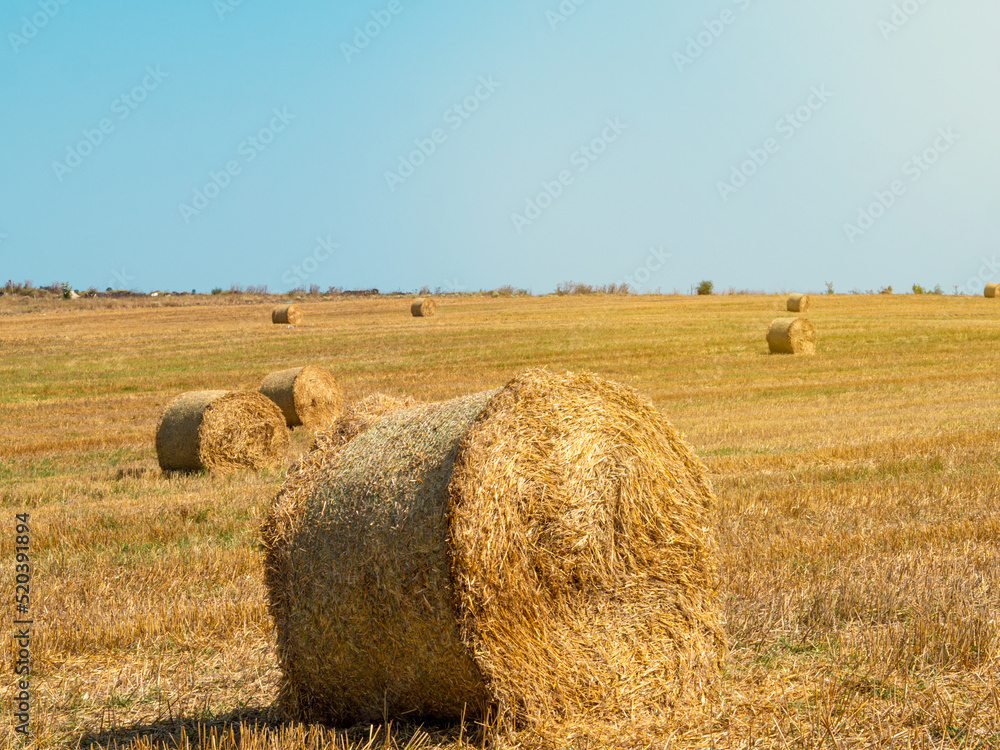 Landscape with round bales of hay on the field after harvesting the baler. Harvesting wheat