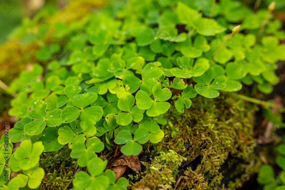 Close-up shot of a group of green clover (Trifolium) plants growing on a moss covered dead tree, Weserbergland, Germany Close-up shot of a group of green clover (Trifolium) plants growing on a moss covered dead tree, Weserbergland, Germany