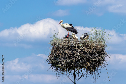 White stork on the nest in the spring.