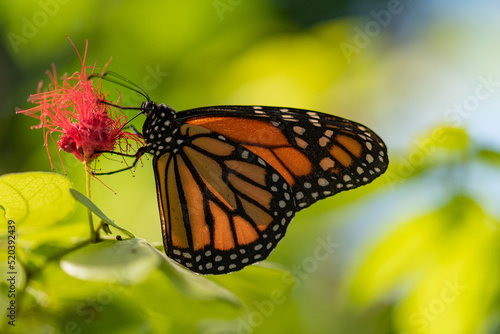monarch butterfly on a flower © emotionpicture