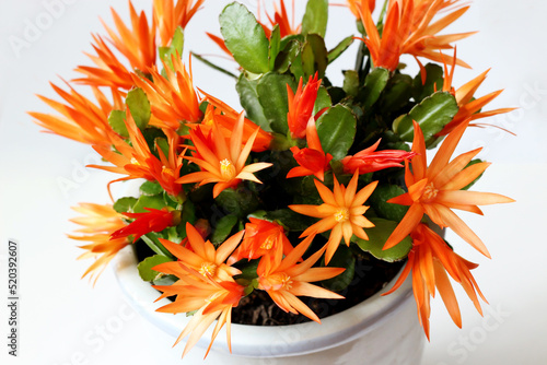 원종게발선인장 Schlumbergera gaertneri