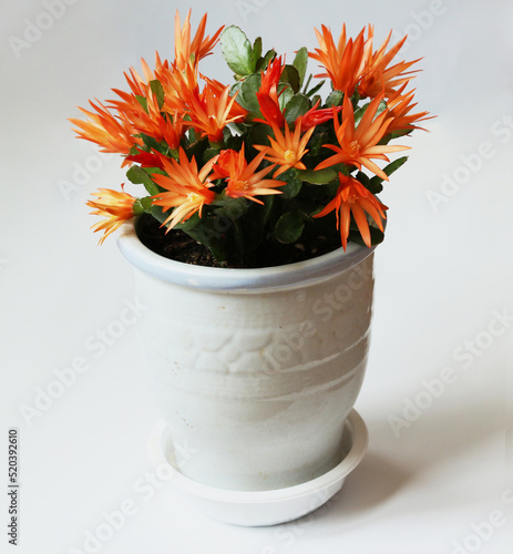 원종게발선인장 Schlumbergera gaertneri