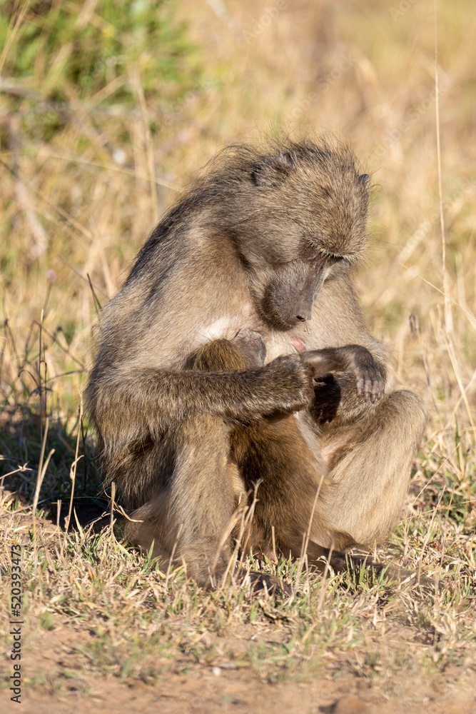 Babouin chacma, Papio ursinus , chacma baboon, Parc national Kruger, Afrique du Sud Babouin chacma, Papio ursinus , chacma baboon, Parc national Kruger, Afrique du Sud