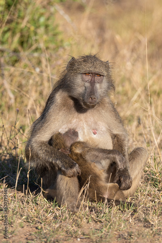Babouin chacma, Papio ursinus , chacma baboon, Parc national Kruger, Afrique du Sud © JAG IMAGES