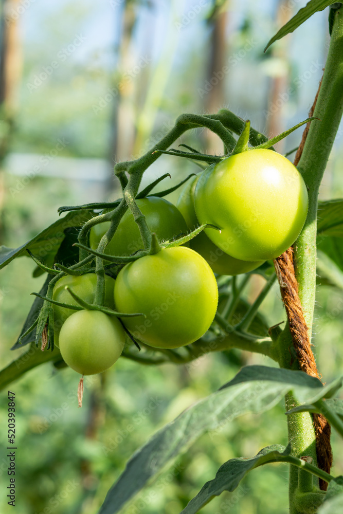 A branch with green tomatoes on a plantation of tomato plants in a greenhouse.
