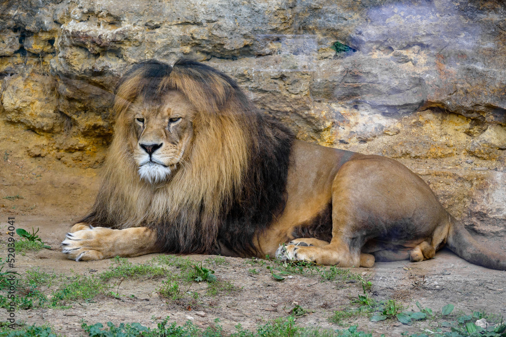 male lion king in the zoo is resting after lunch, big head with mane male lion king in the zoo is resting after lunch, big head with mane