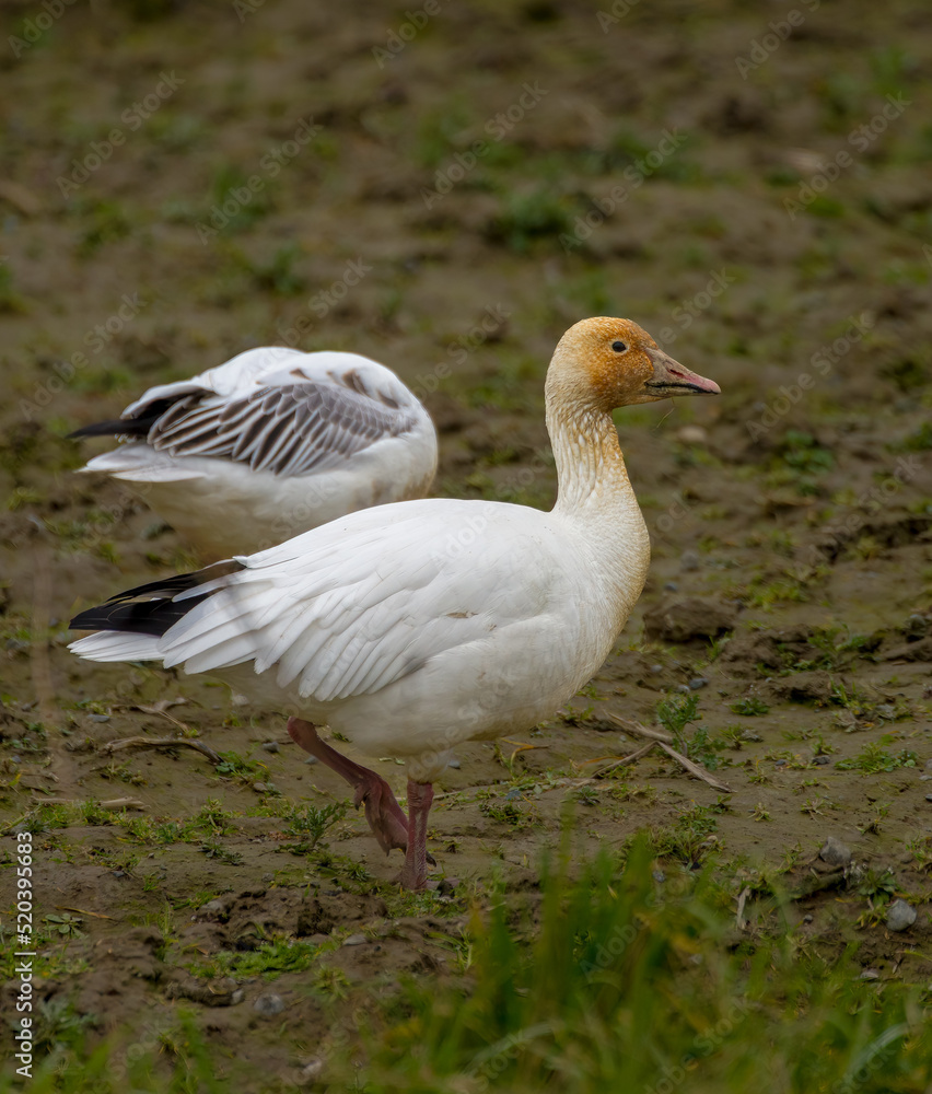 Snow Goose, white, foraging and feeding on harvested crop lands, in water-logged soil. Snow Goose, white, foraging and feeding on harvested crop lands, in water-logged soil.