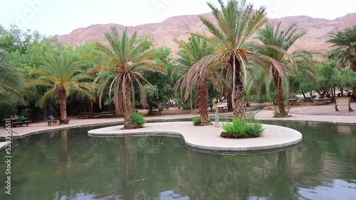 A huge pool of clear water surrounded by palm trees, against the background of the desert mountains - Einat Tsukim Nature Reserve photo