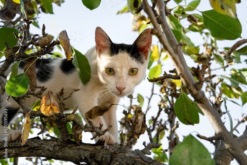 GAto blanco subido en un árbol mira fijamente
