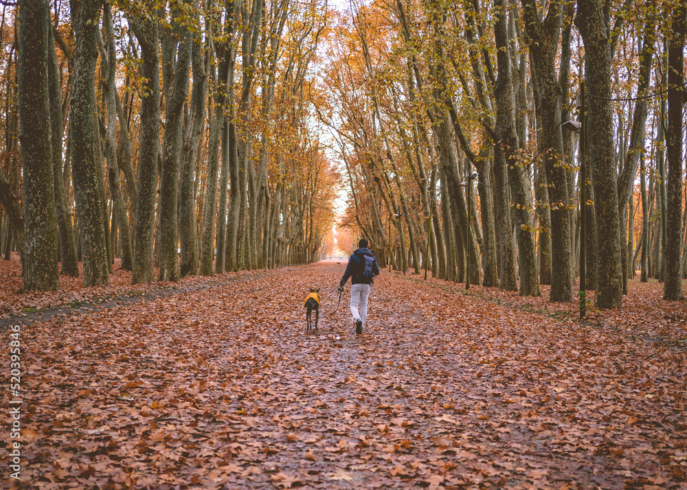 Fototapeta premium a walk with our greyhound