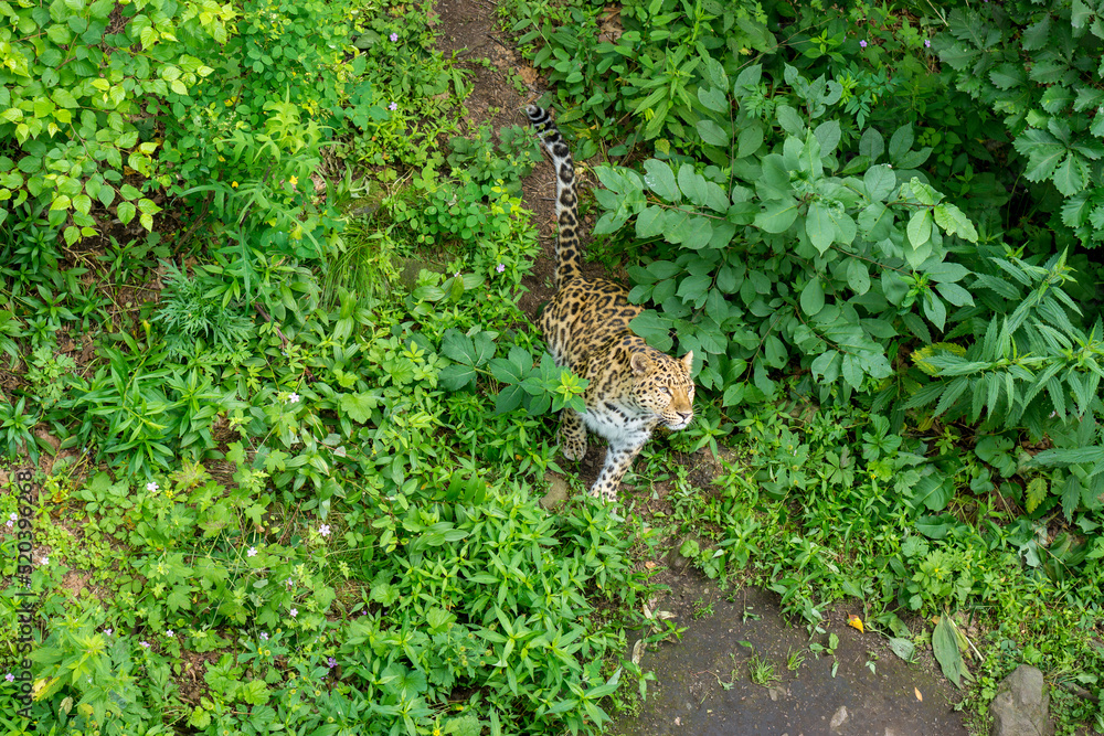 Obraz premium Seaside Safari Park. Far Eastern leopard, Vladivostok city.
