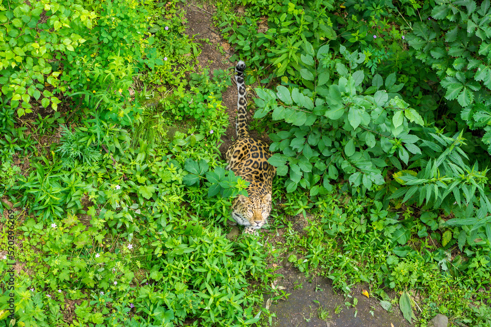 Naklejka premium Seaside Safari Park. Far Eastern leopard, Vladivostok city.
