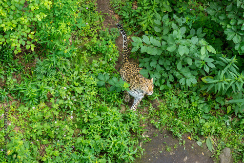 Seaside Safari Park. Far Eastern leopard, Vladivostok city. © Евгения Макеева