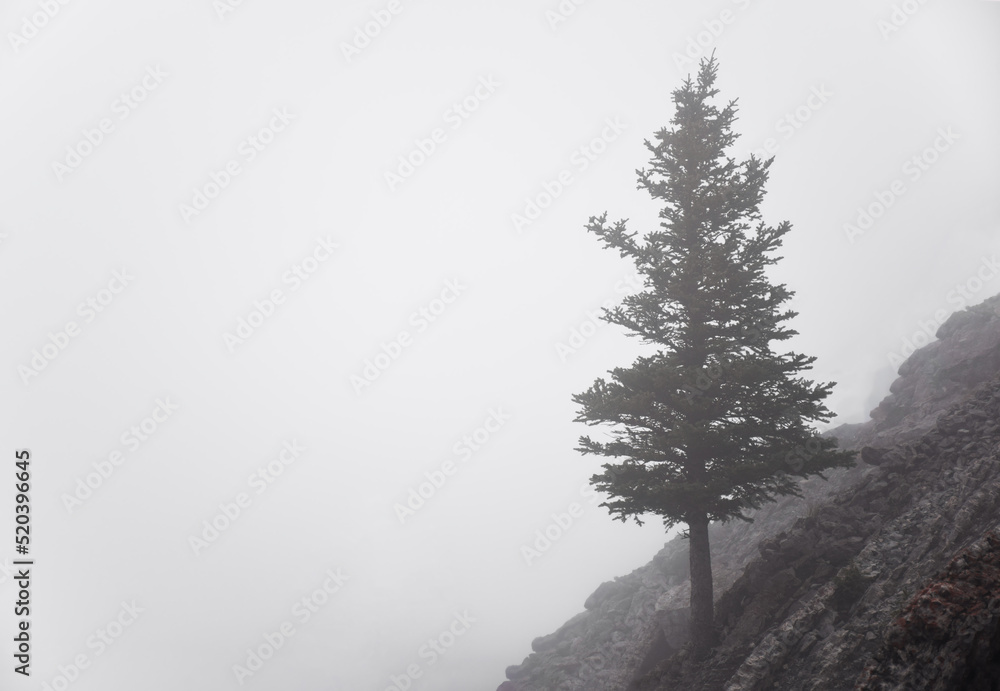 Minimal single tree on mountain in misty fog Minimal single tree on mountain in misty fog