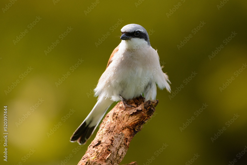 Fototapeta premium Neuntöter
