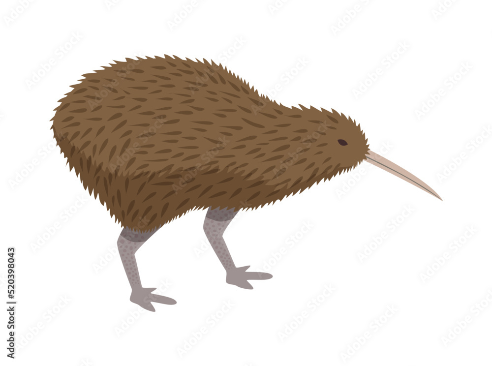 Obraz premium New Zealand Bird Composition