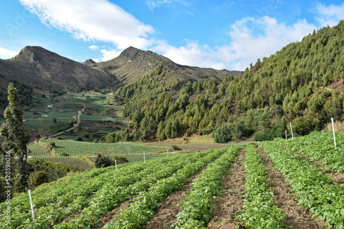 Cultivos de cebolla junca, papa, criolla, arboles y valles que rodean la laguna de Tota, ubicada en Boyacà Colombia  photo