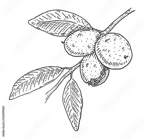 Walnut tree branch with leaves and nuts. Vector vintage engraving